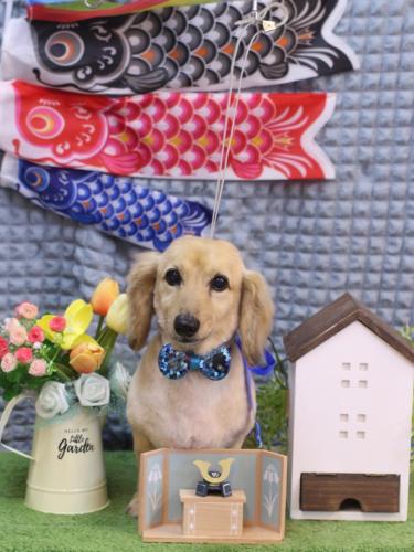 20230527ここあちゃん